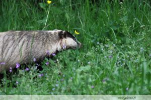 photos animalières drôme jj bertin.fr 2019 blaireau européen