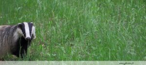 photos animalières drôme jj bertin.fr 2019 blaireau européen