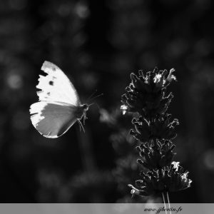 photos animalières drôme jj bertin.fr 2019 papillon