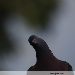 photos animalières drôme jj bertin.fr 2019 pigeon ramier