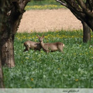 photos animalières drôme jj bertin.fr 2019 chevreuil européen