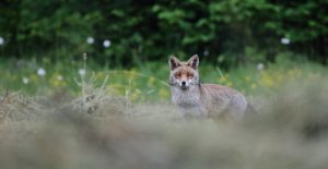 photos animalières drôme jjbertin.fr 2019 renard roux