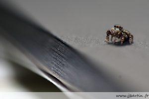 photos animalières drôme jjbertin.fr 2019 araignée saltique