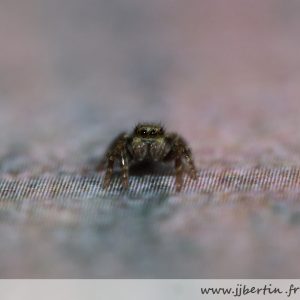 photos animalières drôme jjbertin.fr 2019 araignée saltique