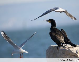 photos animalières drôme jjbertin.fr mars 2020 grand cormoran