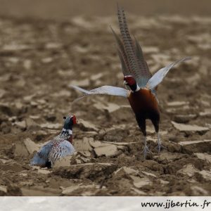 photos animalières drôme jjbertin.fr mars 2020 faisan de colchide