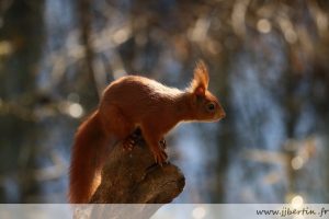 photos animalières drôme jjbertin.fr 2020 écureuil roux