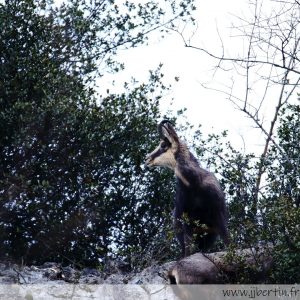 photos animalières drôme jjbertin.fr 2021 chamois
