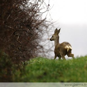 photos animalières drôme jjbertin.fr 2021 chevreuil européen