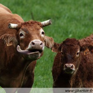 photos animalières drôme jjbertin.fr 2021 vache et veau Limousin