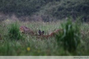 photos animalières drôme jjbertin.fr 2021 chevreuil européen
