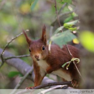 photos animalières drôme jjbertin.fr 2021 écureuil roux