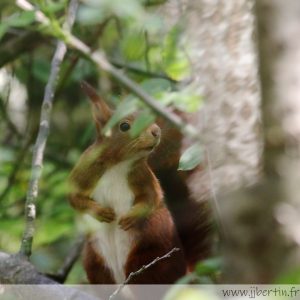 photos animalières drôme jjbertin.fr 2021 écureuil roux