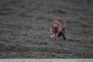 photos animalières drôme jjbertin.fr 2021 renard roux