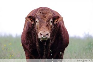 photos animalières drôme jjbertin.fr 2021 taureau bovidés