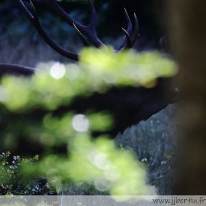 photos animalières drôme jjbertin.fr 2021 cerf élaphe