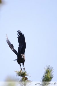 photos animalières drôme jjbertin.fr 2021 grand corbeau