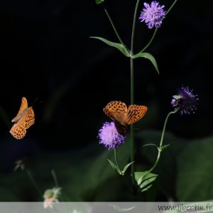 photos animalières drôme jjbertin.fr 2021 papillon