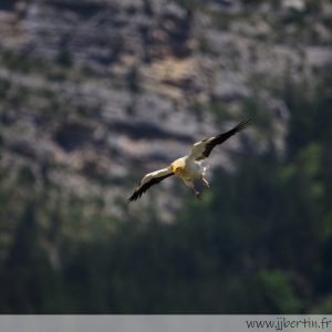 photos animalières drôme jjbertin.fr 2021 vautour percnotère