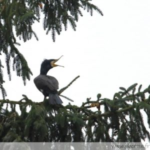photos animalières drôme jjbertin.fr 2022 grand cormoran