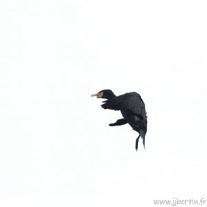 photos animalières drôme jjbertin.fr 2022 grand cormoran