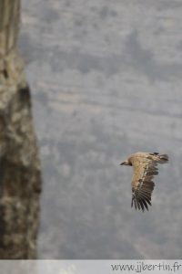 photos animalières drôme jjbertin.fr 2022 vautour fauve