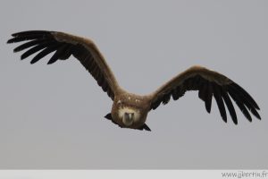 photos animalières drôme jjbertin.fr 2022 vautour fauve
