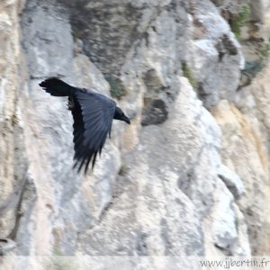 photos animalières drôme jjbertin.fr 2022 grand corbeau