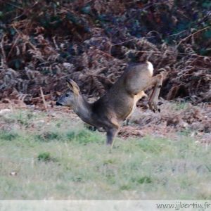 photos animalières drôme jjbertin.fr 2025 chevreuil européen