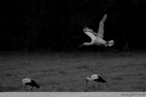 photos animalières drôme jjbertin.fr 2025 cigogne blanche