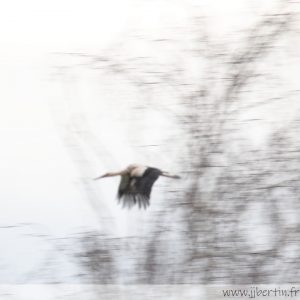 photos animalières drôme jjbertin.fr 2025 cigogne blanche