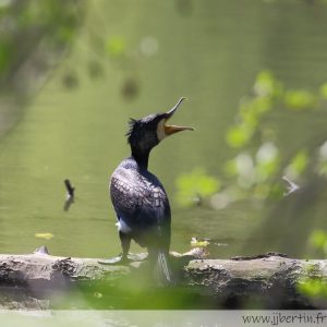 photos animalières drôme jjbertin.fr 2025 grand cormoran