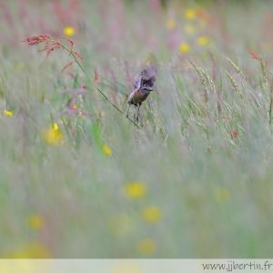 photos animalières drôme jjbertin.fr 2025 tarier des prés