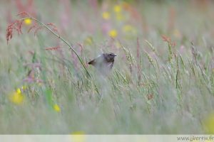 photos animalières drôme jjbertin.fr 2025 tarier des prés
