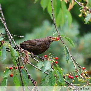 photos animalières drôme jjbertin.fr 2025 merle noir