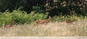 photos animalières drôme jjbertin.fr 2025 chevreuil européen