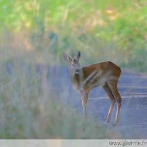 photos animalières drôme jjbertin.fr 2025 chevreuil européen
