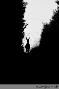 photos animalières drôme jjbertin.fr 2025 chevreuil européen
