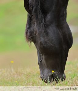 photos animalières drôme jjbertin.fr 2025 cheval