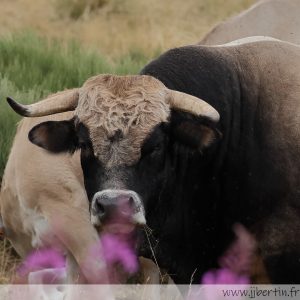 photos animalières drôme jjbertin.fr 2025 taureau Aubrac