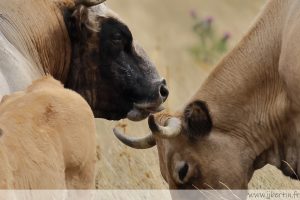photos animalières drôme jjbertin.fr 2025 taureau Aubrac