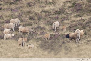 photos animalières drôme jjbertin.fr 2025 taureau Aubrac