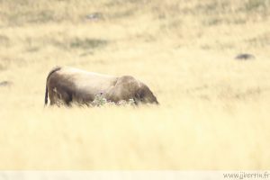 photos animalières drôme jjbertin.fr 2025 taureau Aubrac