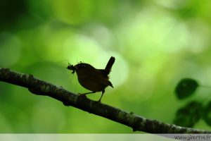 photos animalières drôme jjbertin.fr 2025 troglodyte mignon