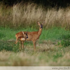 photos animalières drôme jjbertin.fr 2025 chevreuil européen