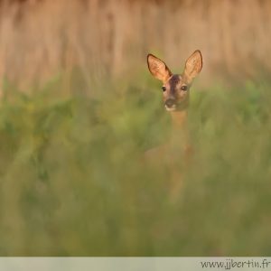 photos animalières drôme jjbertin.fr 2025 chevreuil européen