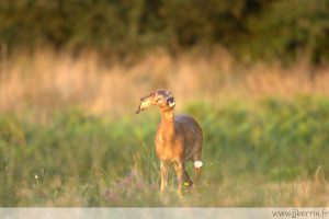 photos animalières drôme jjbertin.fr 2025 chevreuil européen