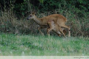 photos animalières drôme jjbertin.fr 2025 chevreuil européen