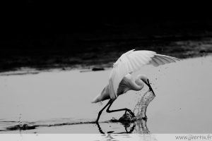 photos animalières drôme jjbertin.fr 2025 grande aigrette
