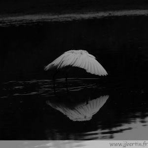 photos animalières drôme jjbertin.fr 2025 grande aigrette